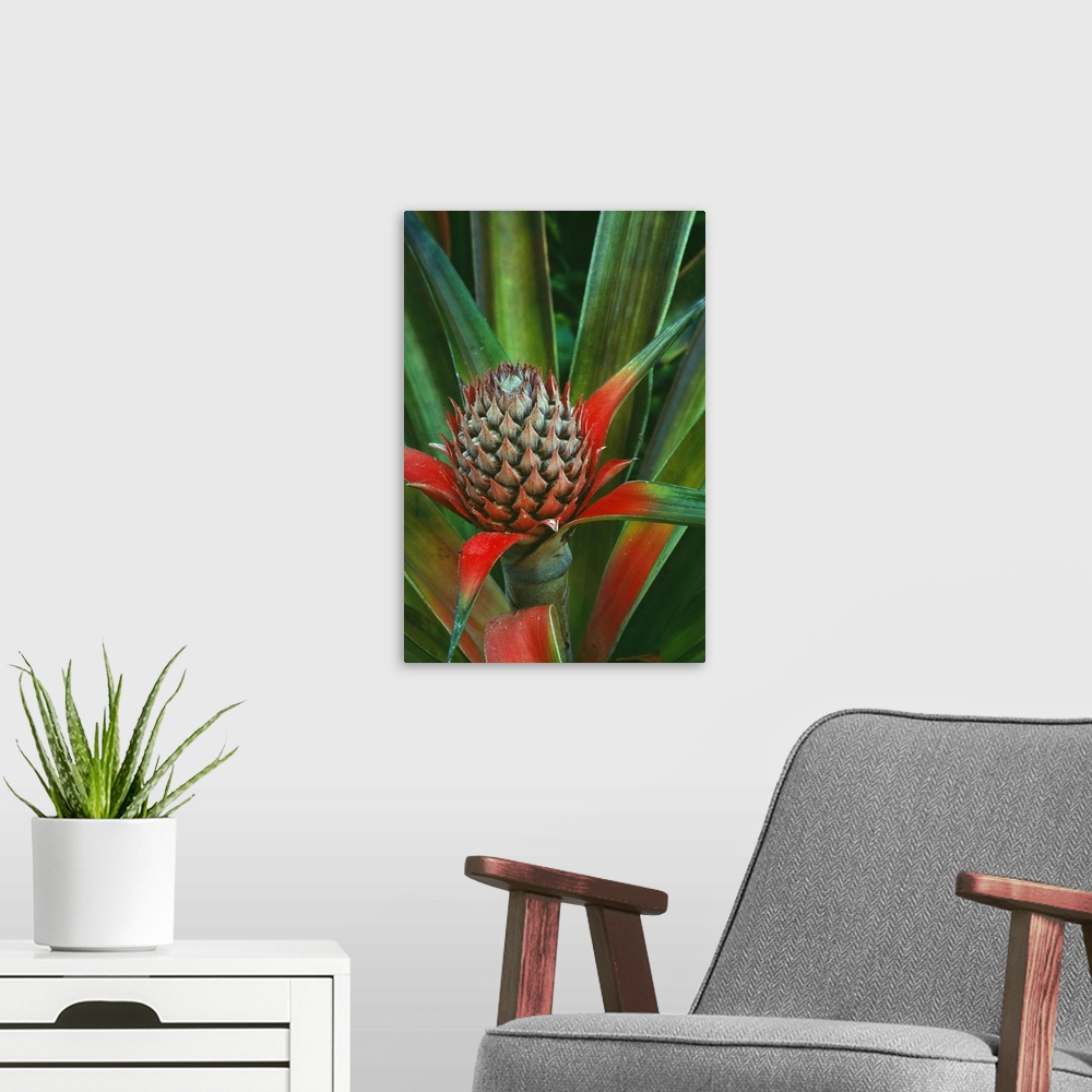 A modern room featuring Pineapple plant with fruit, close up, Costa Rica.