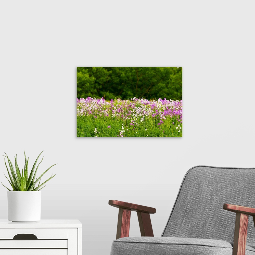 A modern room featuring Pink and white fireweed flowers, Ontario, Canada