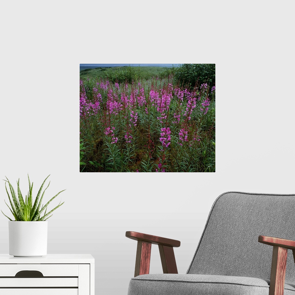 A modern room featuring Pink fireweed wildflowers (Epilobium angustifolium) blooming in meadow, summer, Alaska