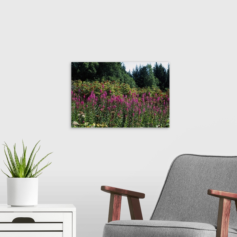A modern room featuring Pink fireweed wildflowers (Epilobium angustifolium) in bloom, Alaska