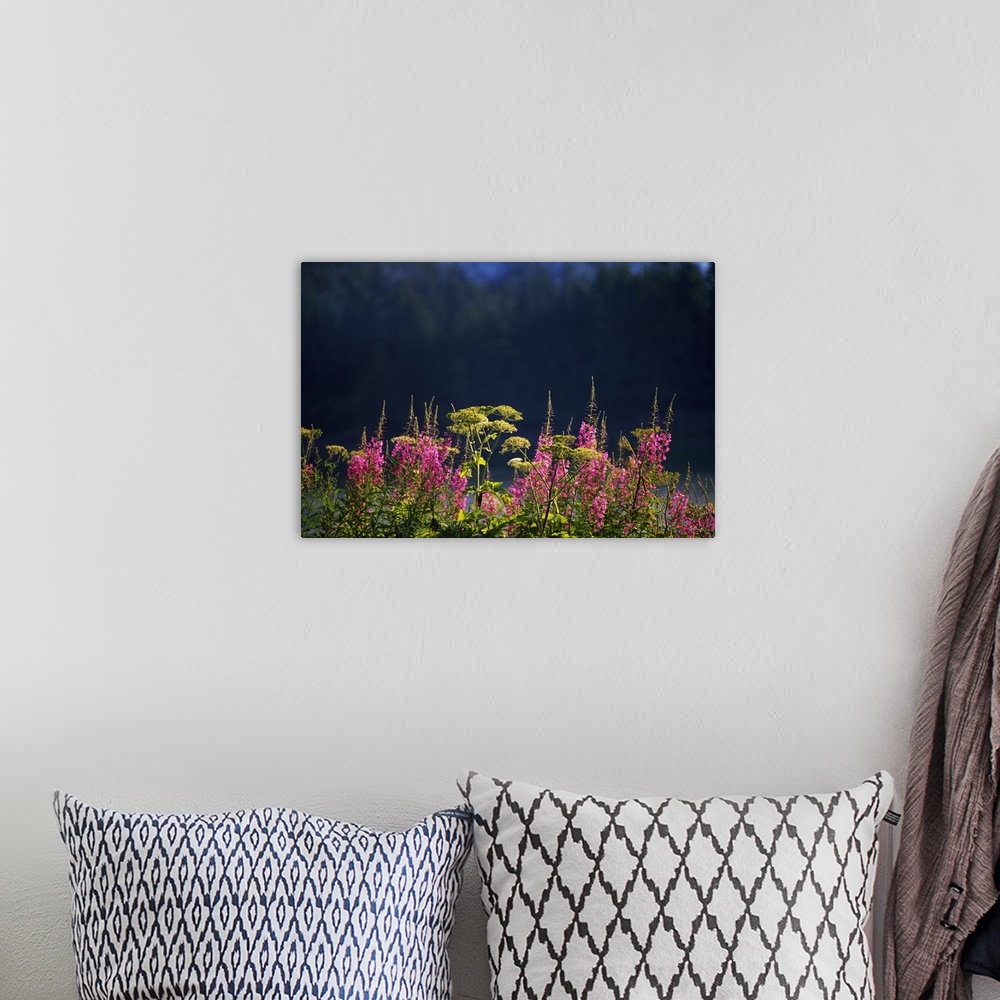 A bohemian room featuring Pink fireweed wildflowers (Epilobium angustifolium) in bloom, selective focus, Alaska