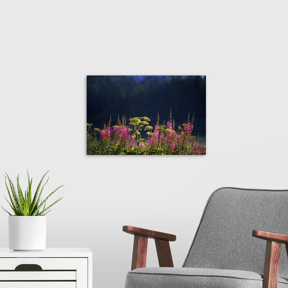 A modern room featuring Pink fireweed wildflowers (Epilobium angustifolium) in bloom, selective focus, Alaska