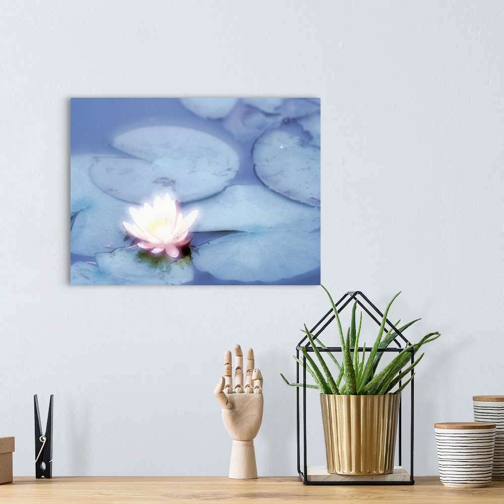 A bohemian room featuring Pink Lotus Flower in Pond