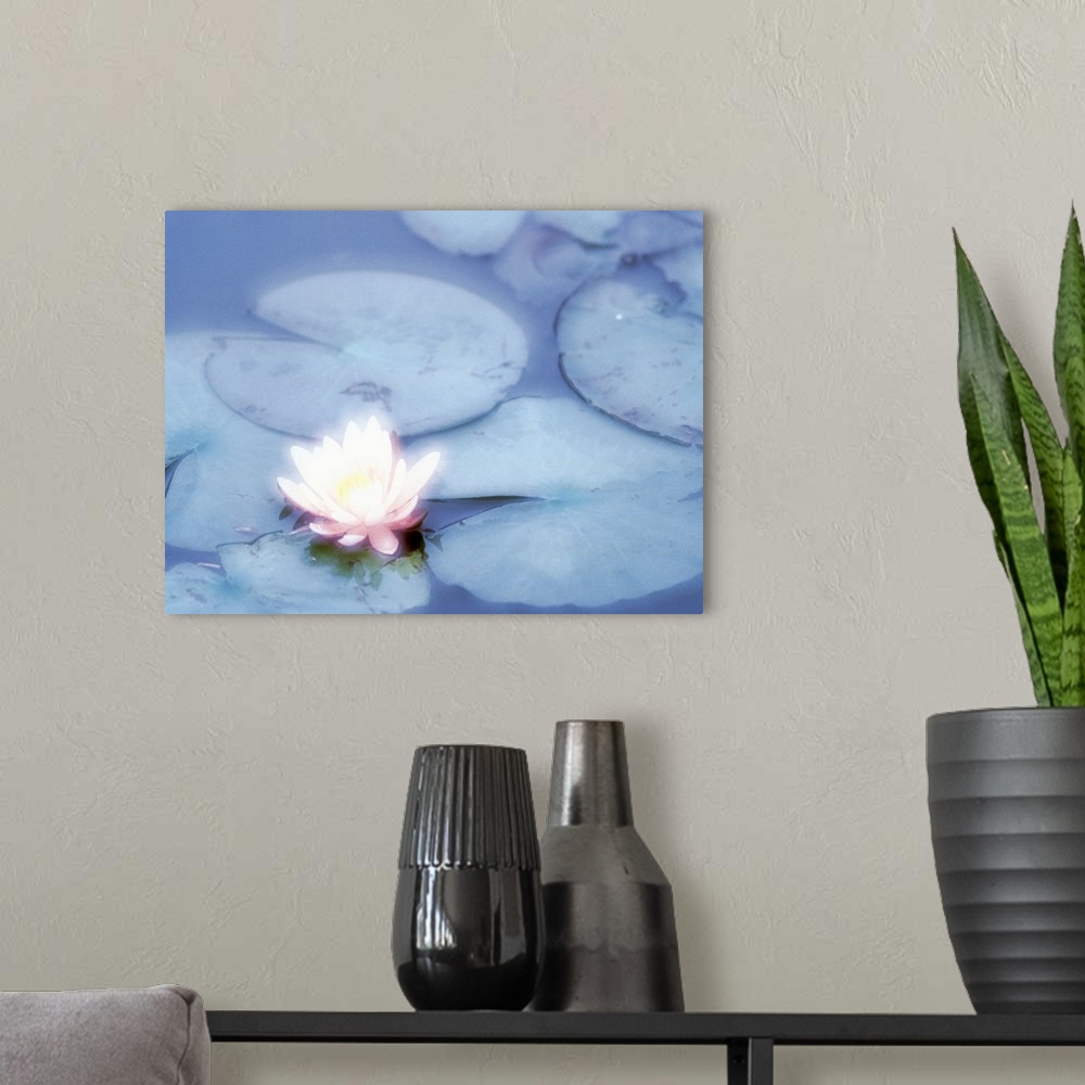 A modern room featuring Pink Lotus Flower in Pond