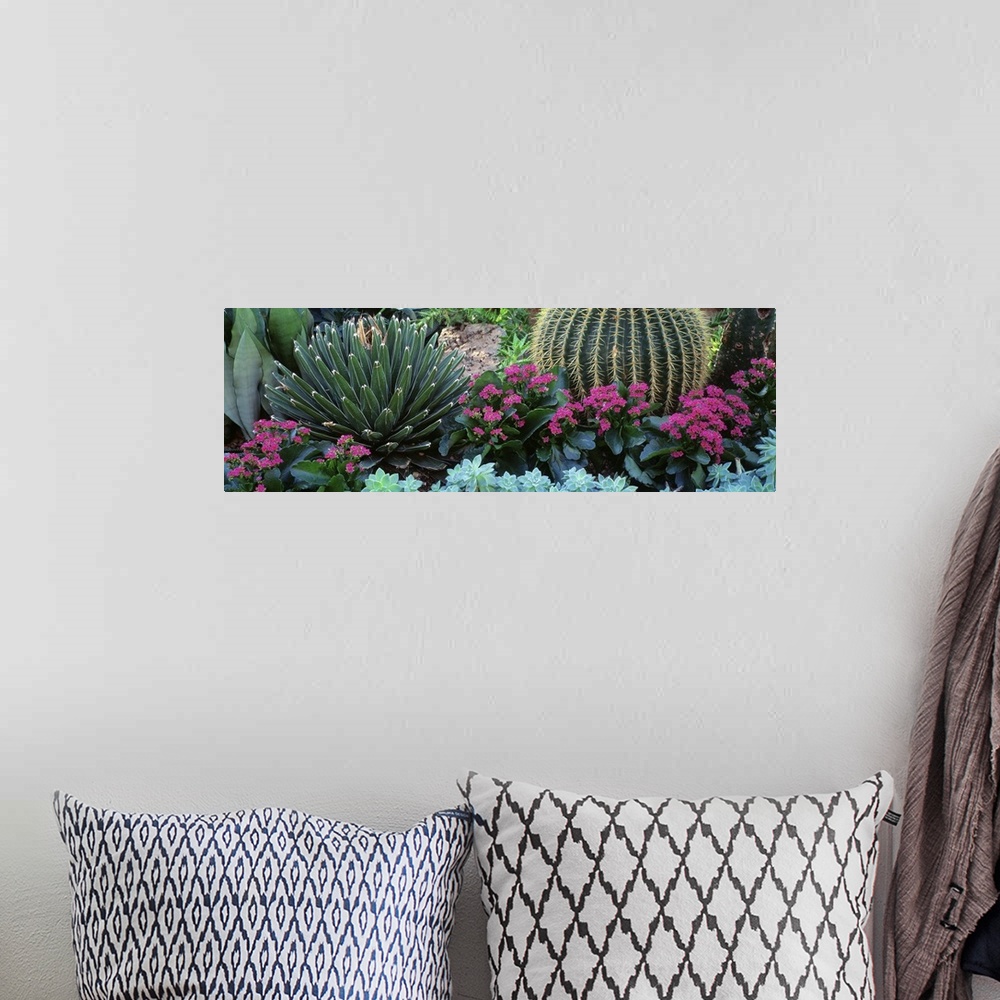 A bohemian room featuring Panoramic photograph taken of different types of cactus plants and flowers.