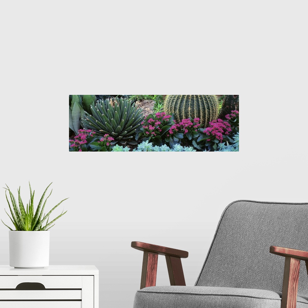 A modern room featuring Panoramic photograph taken of different types of cactus plants and flowers.