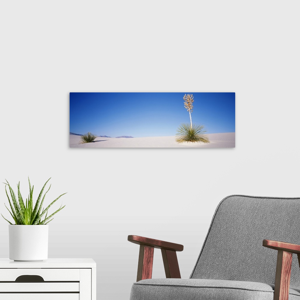 A modern room featuring Plants in a desert, White Sands National Monument, New Mexico