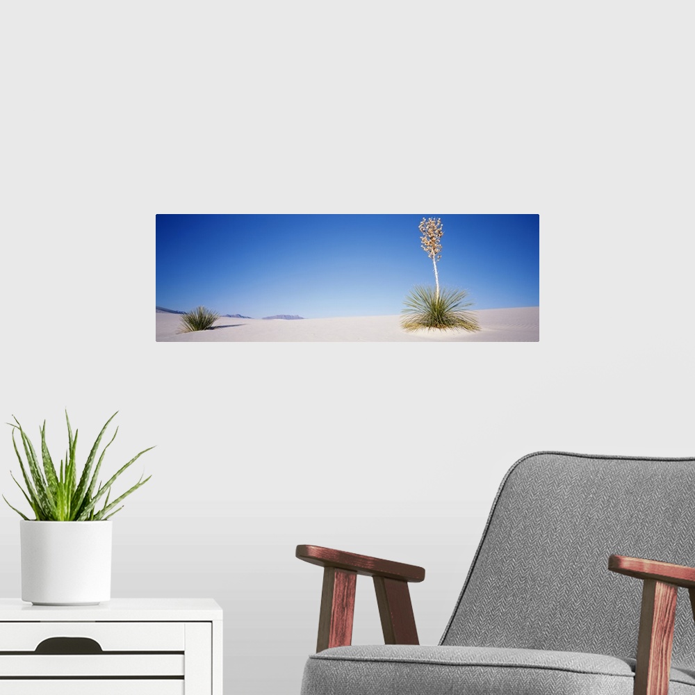 A modern room featuring Plants in a desert, White Sands National Monument, New Mexico
