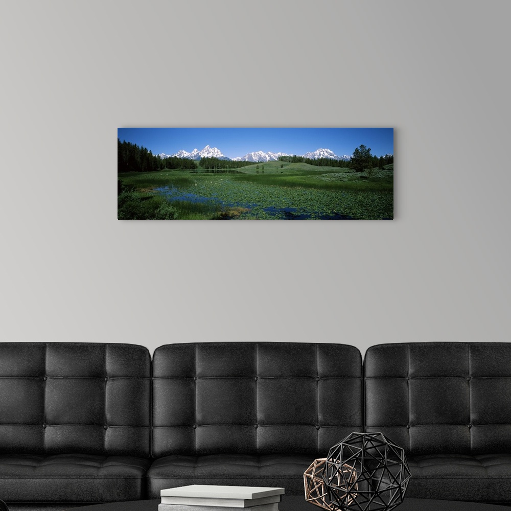 A modern room featuring Plants in a marsh with mountains in the background, Grand Teton National Park, Wyoming