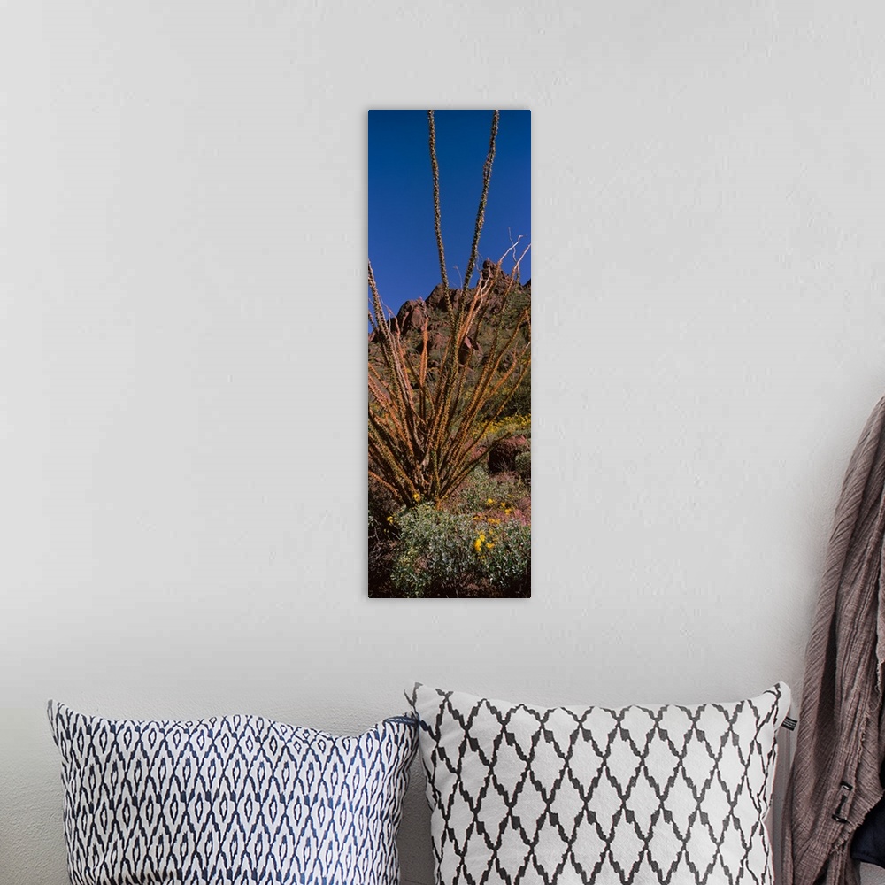 A bohemian room featuring Plants on a landscape Organ Pipe Cactus National Monument Arizona