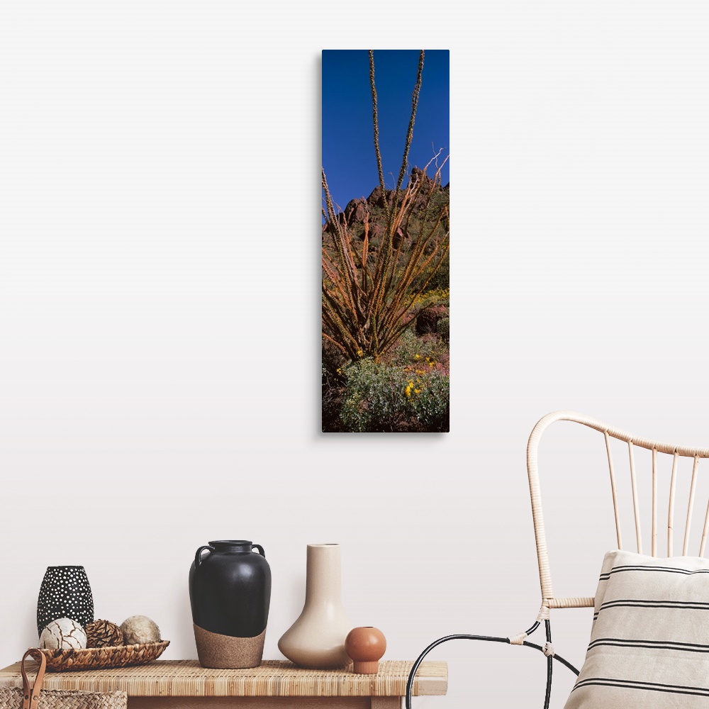 A farmhouse room featuring Plants on a landscape Organ Pipe Cactus National Monument Arizona