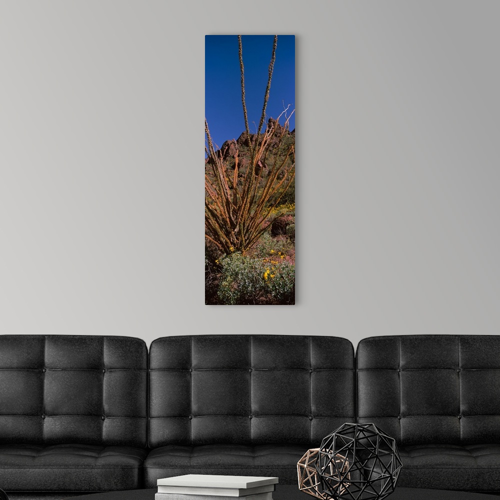A modern room featuring Plants on a landscape Organ Pipe Cactus National Monument Arizona