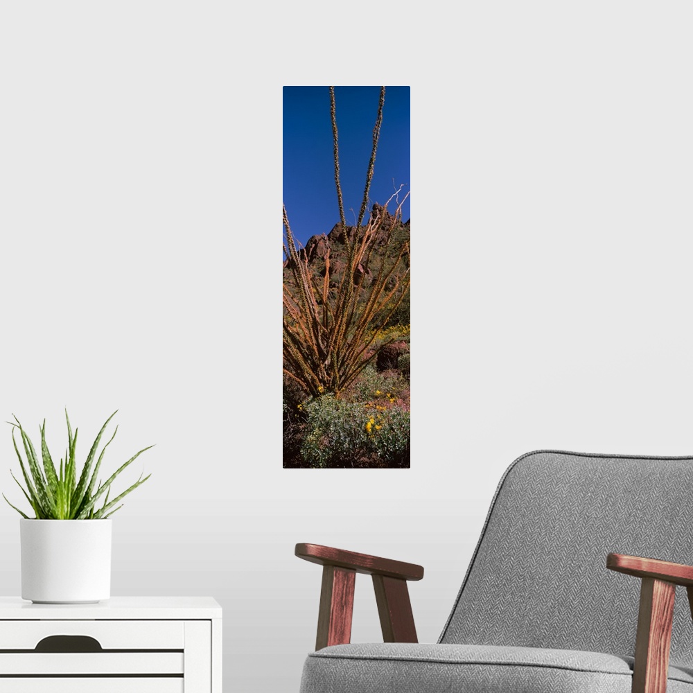 A modern room featuring Plants on a landscape Organ Pipe Cactus National Monument Arizona