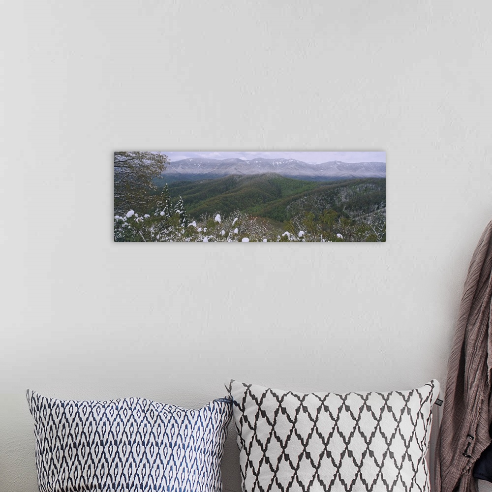 A bohemian room featuring Plants on a mountain, Blue Ridge Mountains, Mount Mitchell, North Carolina