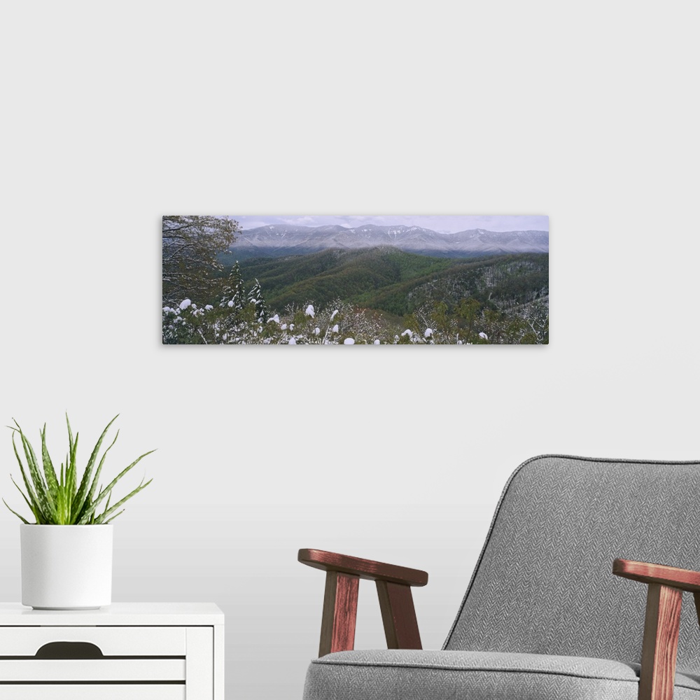 A modern room featuring Plants on a mountain, Blue Ridge Mountains, Mount Mitchell, North Carolina