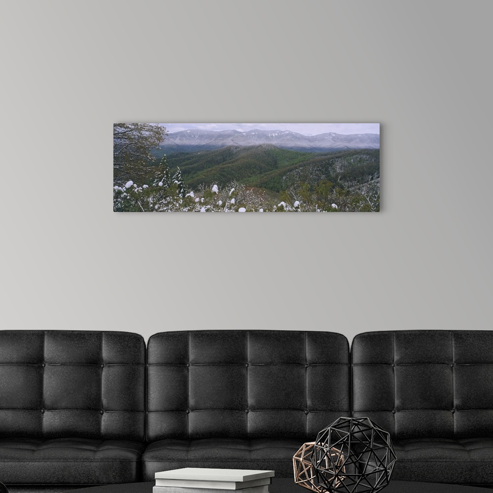 A modern room featuring Plants on a mountain, Blue Ridge Mountains, Mount Mitchell, North Carolina