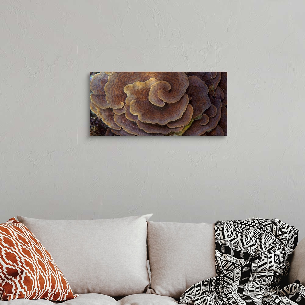 A bohemian room featuring Up-close photograph of spiraling reef.