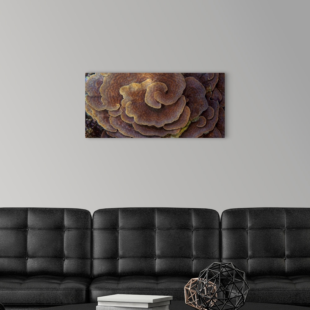 A modern room featuring Up-close photograph of spiraling reef.