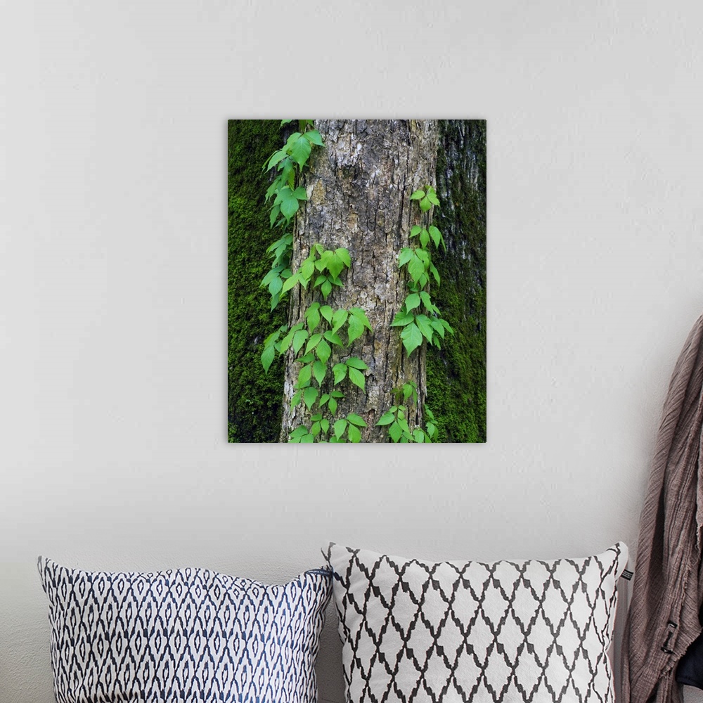 A bohemian room featuring Poison ivy vine on tree trunk, Kistachie National Forest, Louisiana