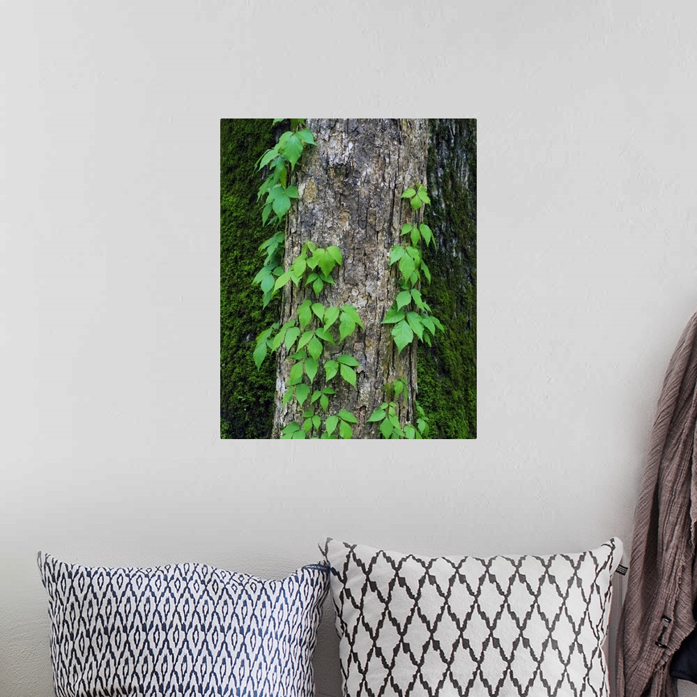 A bohemian room featuring Poison ivy vine on tree trunk, Kistachie National Forest, Louisiana