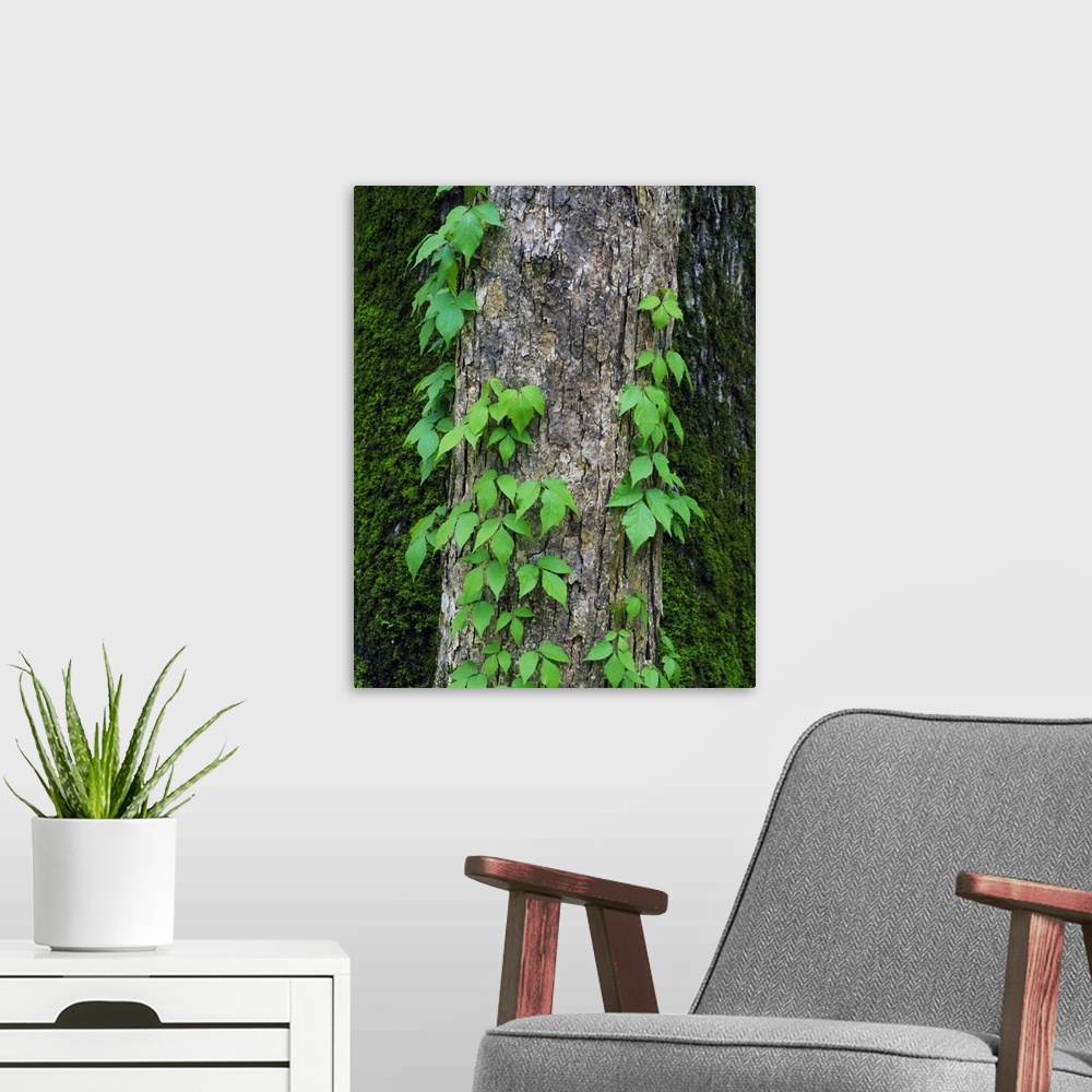 A modern room featuring Poison ivy vine on tree trunk, Kistachie National Forest, Louisiana