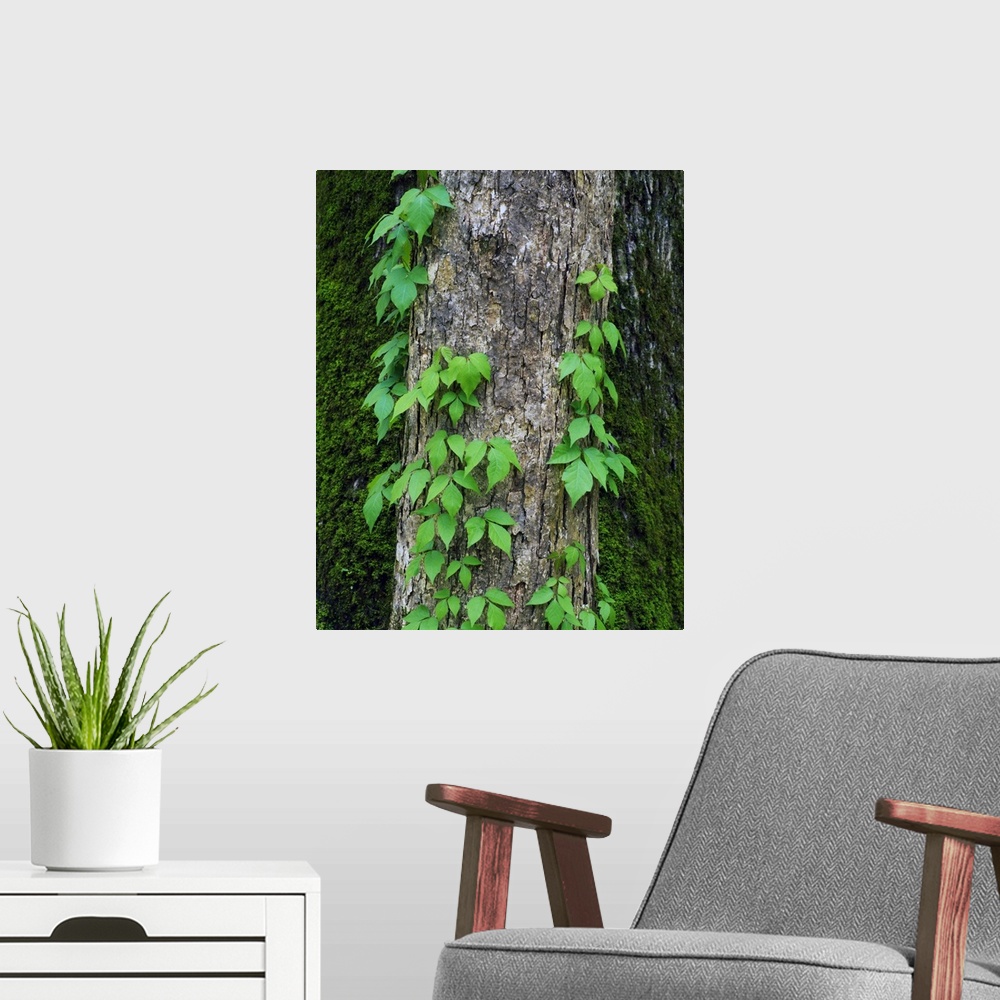 A modern room featuring Poison ivy vine on tree trunk, Kistachie National Forest, Louisiana