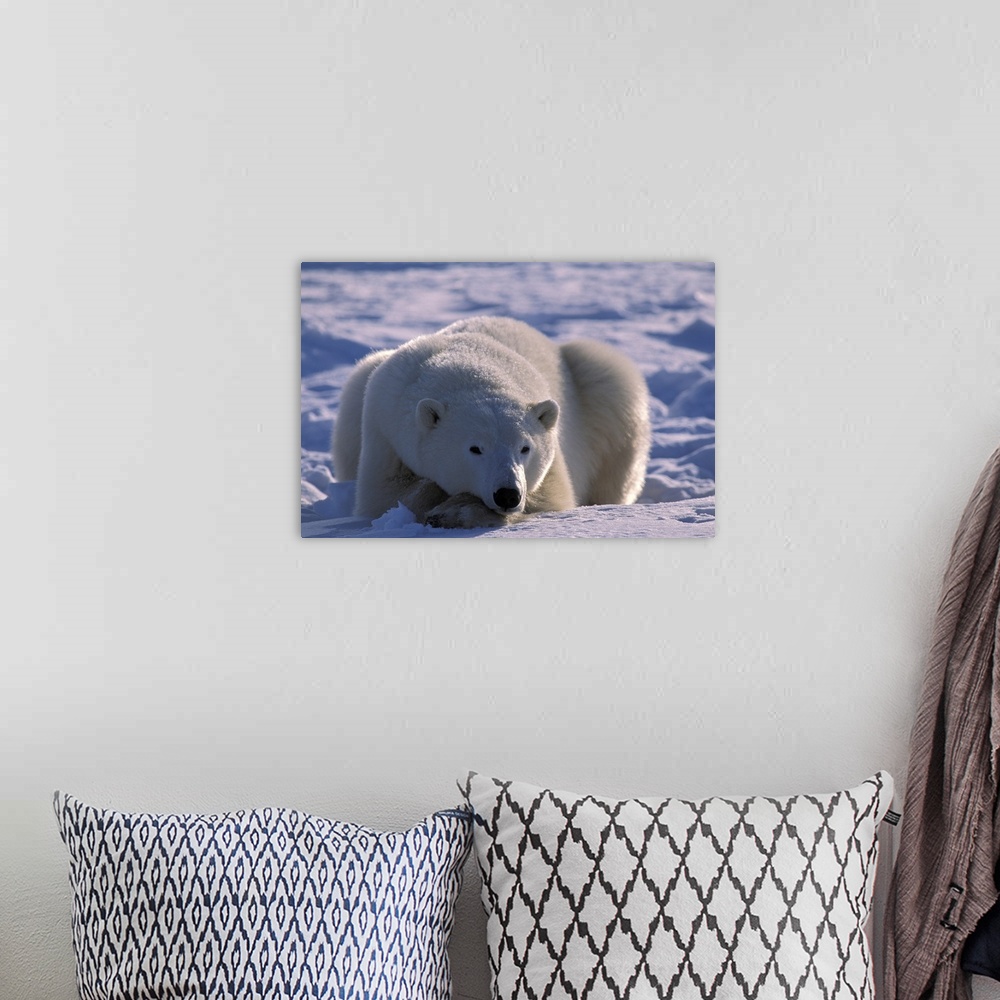 A bohemian room featuring Polar Bear in Manitoba Canada