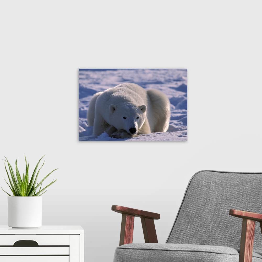 A modern room featuring Polar Bear in Manitoba Canada