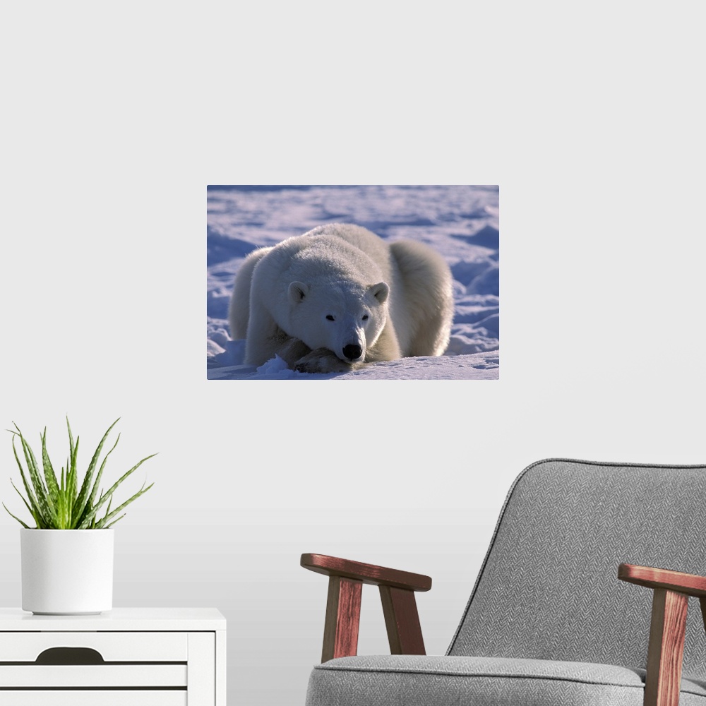 A modern room featuring Polar Bear in Manitoba Canada