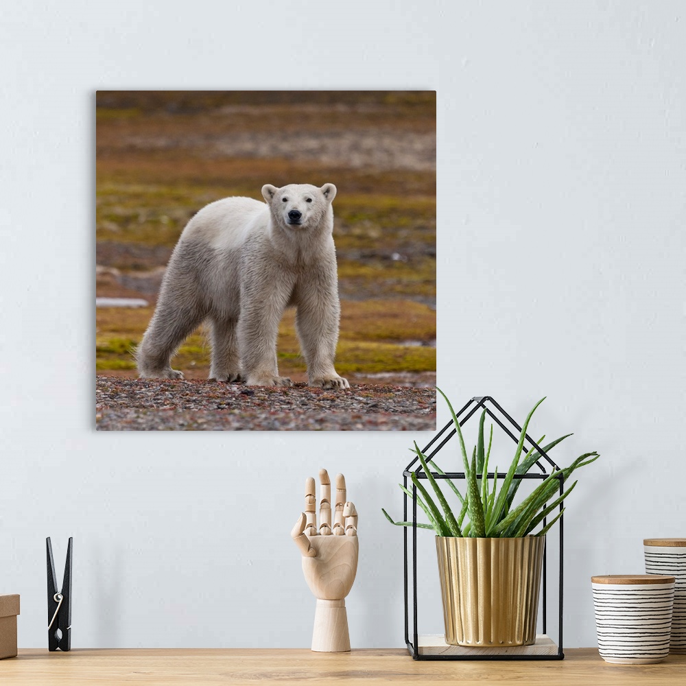 A bohemian room featuring Polar bear, Spitsbergen Island, Svalbard, Norway