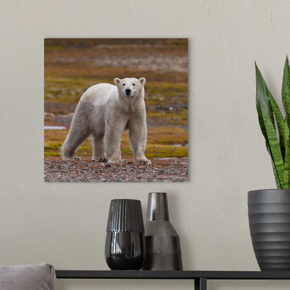 A modern room featuring Polar bear, Spitsbergen Island, Svalbard, Norway