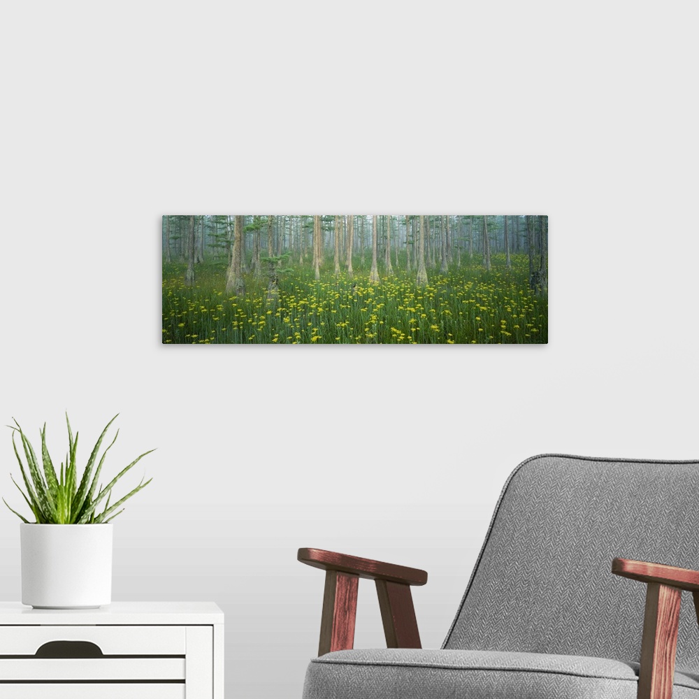 A modern room featuring Pond, Cypress Trees, Tall Milkwort Plants, Flowers, Antioch Church Bay, North Carolina