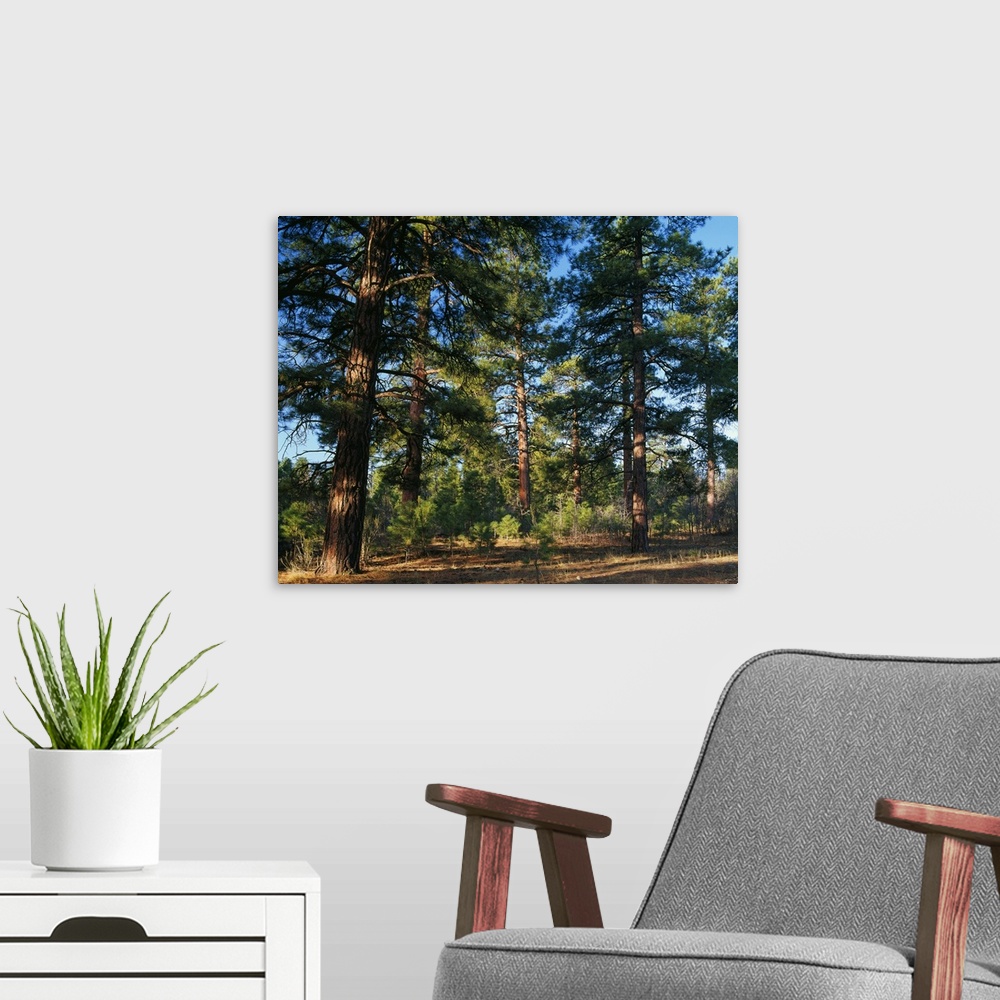 A modern room featuring Ponderosa pine tree forest, Kaibab National Forest, Arizona