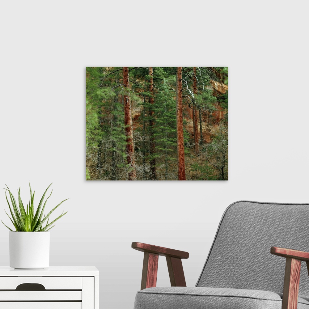 A modern room featuring Ponderosa pine trees in Oak Creek Canyon, Coconino National Forest, Arizona