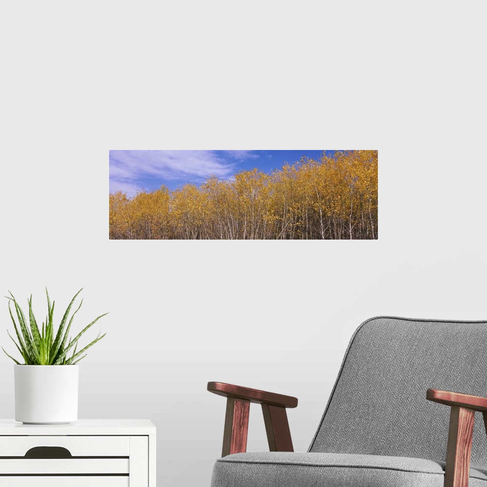A modern room featuring Poplar trees in a forest, Minnesota