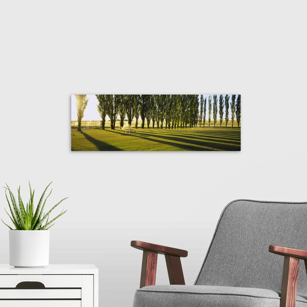 A modern room featuring Poplar trees near a wheat field, Twin Falls, Idaho