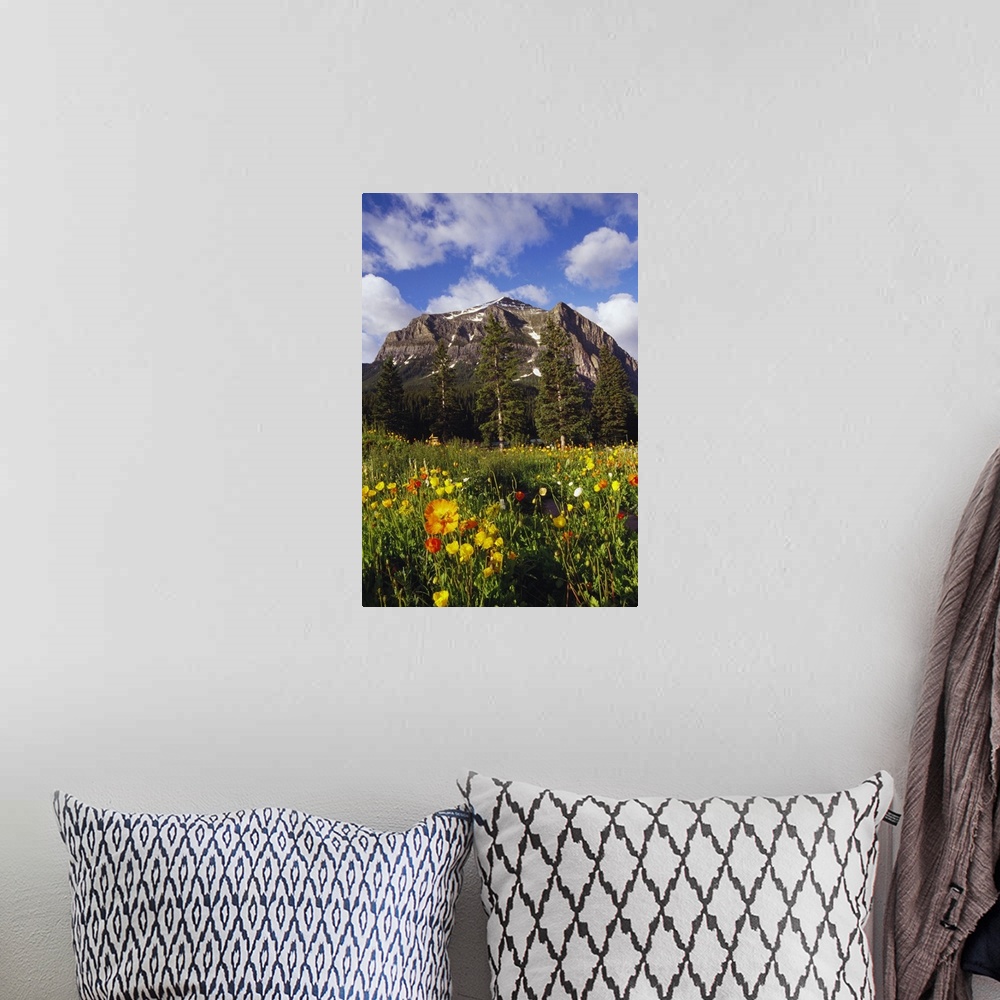 A bohemian room featuring Poppies and wildflowers blooming in front of mountain peak, Alberta, Canada.