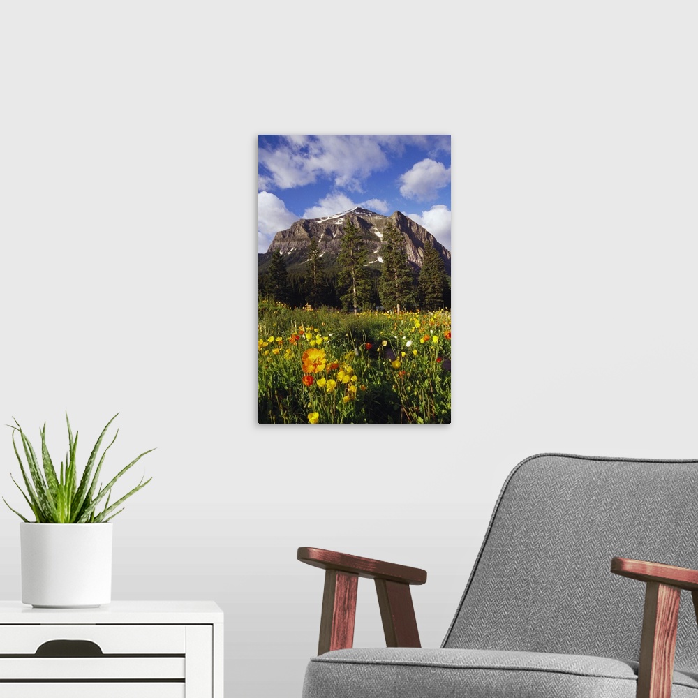 A modern room featuring Poppies and wildflowers blooming in front of mountain peak, Alberta, Canada.