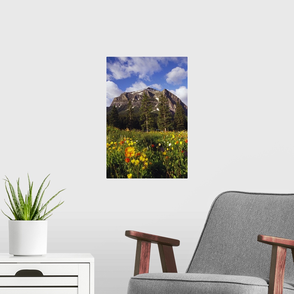 A modern room featuring Poppies and wildflowers blooming in front of mountain peak, Alberta, Canada.