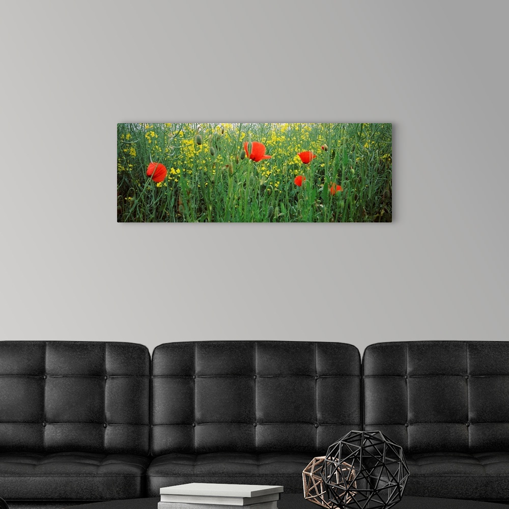 A modern room featuring Poppies blooming in oilseed rape (Brassica napus) field, Baden Wurttemberg, Germany