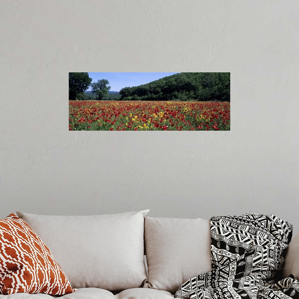 A bohemian room featuring Poppies growing in a field, France