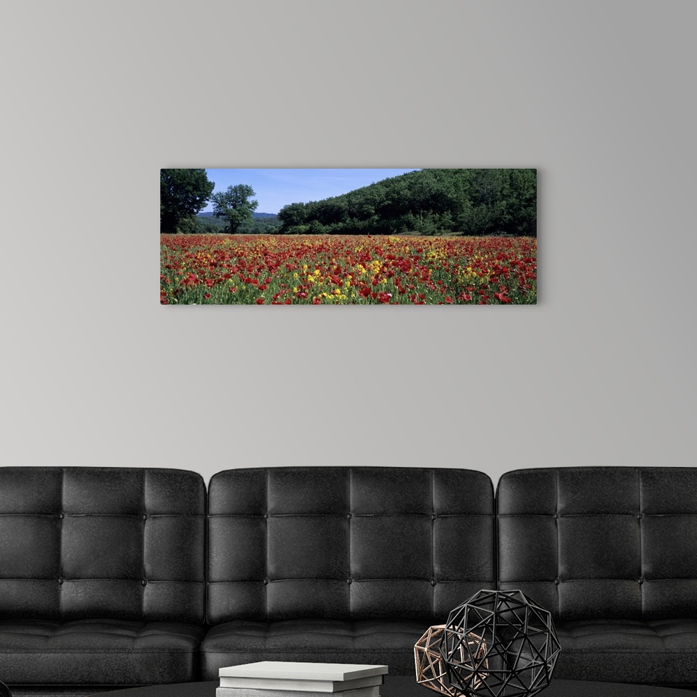 A modern room featuring Poppies growing in a field, France