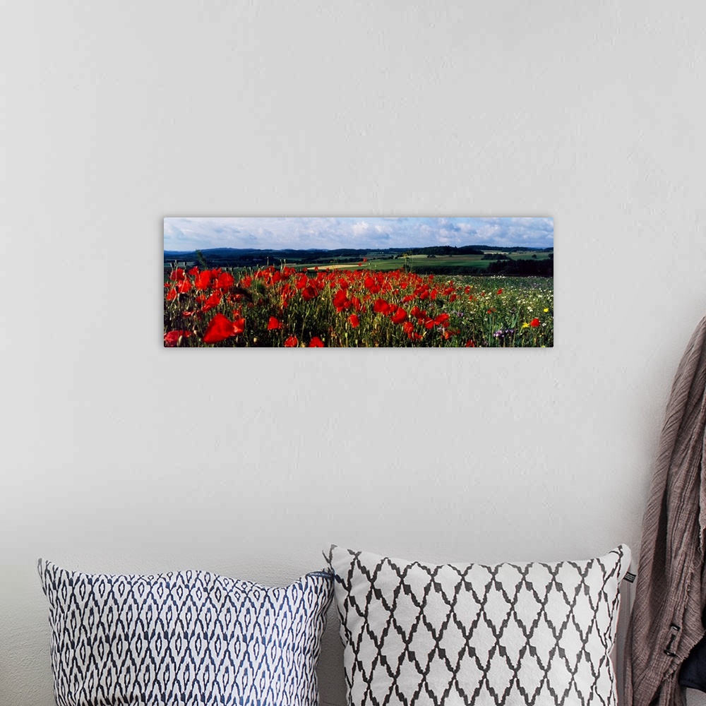 A bohemian room featuring Poppies growing in a field, rinzenberg, rhineland-palatinate, germany.