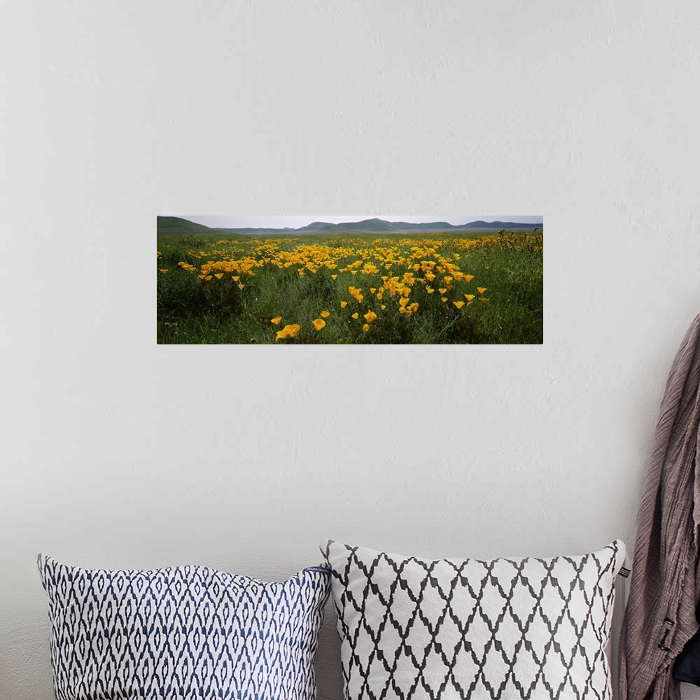 A bohemian room featuring Poppies in a field, Carrizo Plain, San Luis Obispo County, California