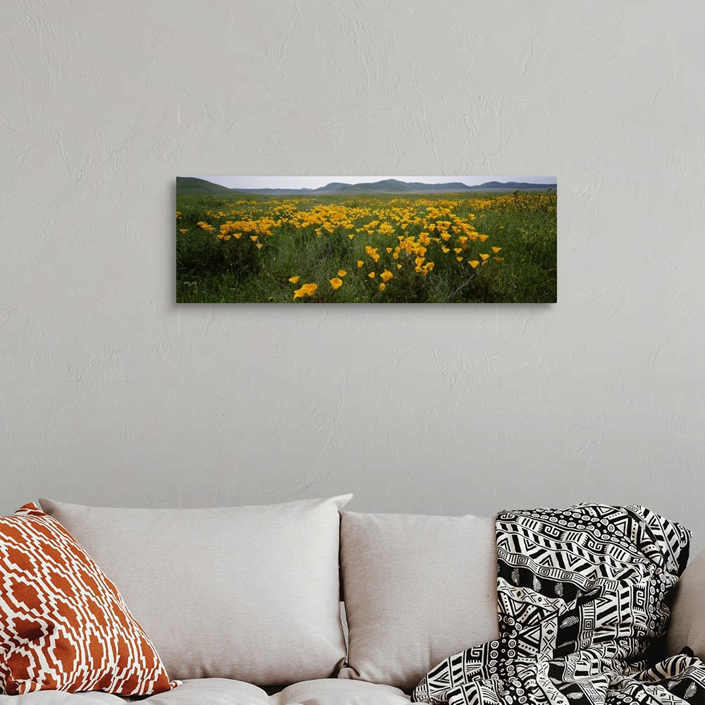 A bohemian room featuring Poppies in a field, Carrizo Plain, San Luis Obispo County, California