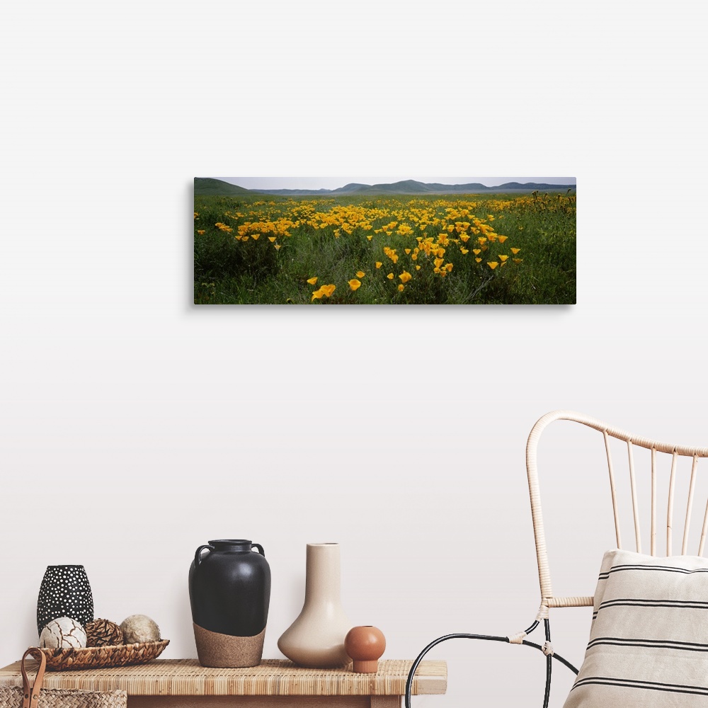 A farmhouse room featuring Poppies in a field, Carrizo Plain, San Luis Obispo County, California