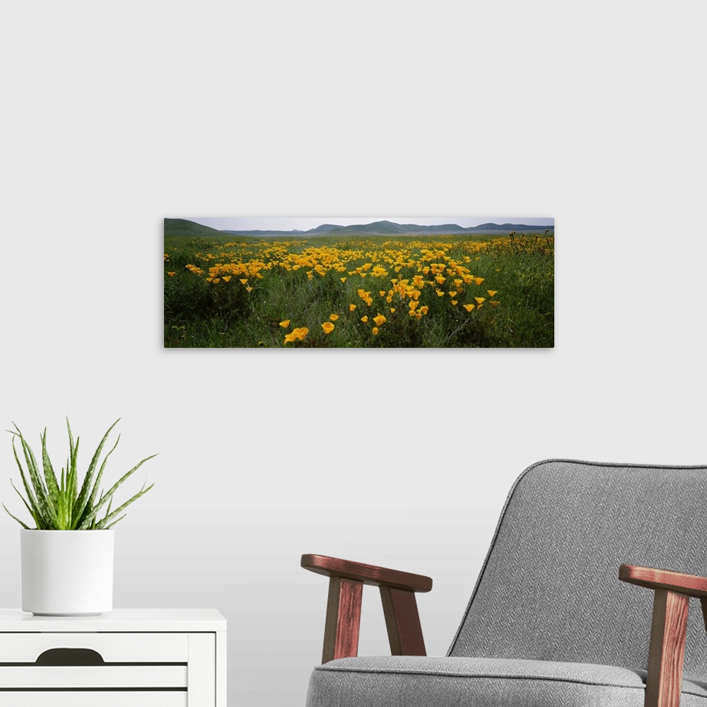 A modern room featuring Poppies in a field, Carrizo Plain, San Luis Obispo County, California