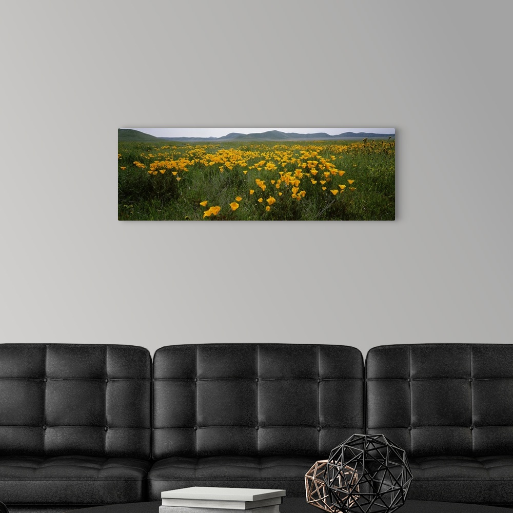 A modern room featuring Poppies in a field, Carrizo Plain, San Luis Obispo County, California