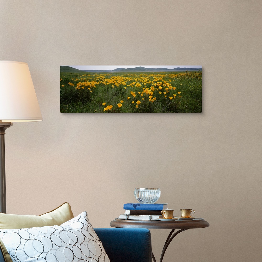 A traditional room featuring Poppies in a field, Carrizo Plain, San Luis Obispo County, California