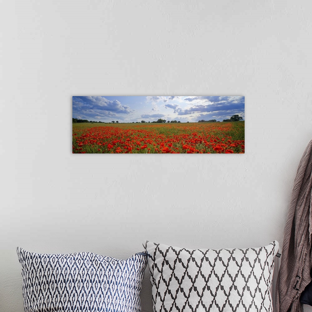 A bohemian room featuring A meadow full of bright red poppies under a cloudy sky in England.